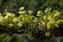 Orchid (Epidendrum sp) flowers covering branch in cloud forest, Panama