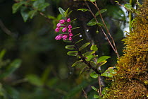 Orchid (Fernandezia sp), very rare, flowering in elfin rainforest at 2400 meter elevation, La Amistad International Park, Panama