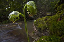 Orchid (Pterostylis nutans) flowering next to stream in eucalyptus forest south of Sydney, Australia
