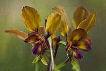 Pansy Orchid (Diuris magnifica) flowers mimic nectar-rich legumes that live in the same habitat, Perth, western Australia