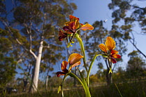 Pansy Orchid (Diuris magnifica) flowers in eucalyptus forest, Perth, western Australia