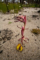 Red Beaks Orchid (Pyrorchis nigricans) flowering after burn, western Australia