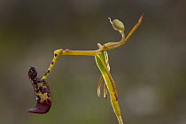 Warty Hammer Orchid (Drakaea livida) flower has hinge mechanism to manipulate its pollinator into just the right position to receive its pollen, south of Perth, western Australia