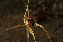 King Spider Orchid (Caladenia pectinata) flower being visited by male parasitic wasp which is attracted to the flower by faux female wasp pheromone, western Australia
