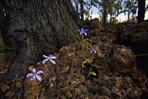 Blue Velvet Orchid (Cyanicula sericea) flowering on base of tree burned by recent fire near Perth, western Australia