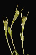 Greenhood (Pterostylis sp) flowers, western Australia