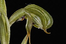 Frog Greenhood (Pterostylis sargentii) flower, western Australia