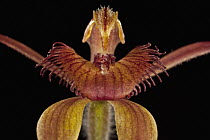 King Spider Orchid (Caladenia pectinata) flower, western Australia