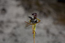 Warty Hammer Orchid (Drakaea livida) flower produces faux female parasitic wasp pheromone to attract male wasps, western Australia