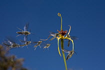 King Spider Orchid (Caladenia pectinata) flower swarmed by male parasitic wasps who interpret the flowers red lip as female wasp, western Australia