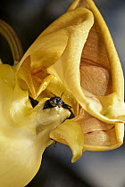 Bucket Orchid (Coryanthes panamensis) flower attracting male Bee (Apidae) with sweet scent squeezing out of bucket, Gamboa, central Panama