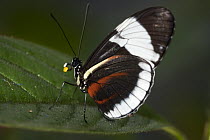 Heliconius Butterfly (Heliconius sp) carrying pollinia on its proboscis, Gamboa, central Panama