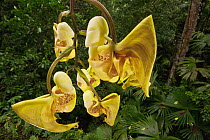 Bucket Orchid (Coryanthes panamensis) flowers, Gamboa, central Panama