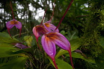 Orchid (Masdevallia sp) flowers in cloud forest, Finca Dracula Orchid Sanctuary, western Panama