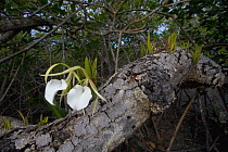 Lady-of-the-night Orchid (Brassavola nodosa) flowers growing on branch, southern Belize