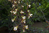 Orchid (Encyclia alata) flowers, Platano River, Honduras