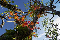 Orchid (Myrmecophila brysiana) flowering in mangrove stand, Platano River, Honduras