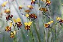 Pansy Orchid (Diuris magnifica) flowers in Kings Park, Perth, western Australia