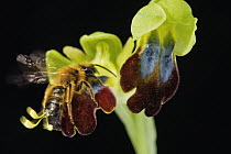 Brown Bee Orchid (Ophrys iricolor) flower mimics female bee with male solitary bee engaged in pseudocopulation, Sardinia, Italy