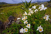 Orchid (Sobralia sp) flowering in meadow only three days a year, Volcano Baru National Park, Panama