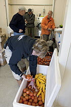 People checking vegetables in bio-security room at King Edward Point for South Georgia Heritage Trust Rat Eradication Project, South Georgia Island