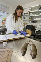 Brown Rat (Rattus norvegicus) carcasses with Ruth Fraser doing DNA tests in lab lab for South Georgia Heritage Trust Rat Eradication Project, King Edward Point, South Georgia Island