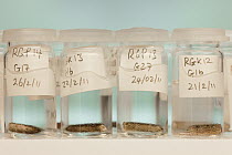 Brown Rat (Rattus norvegicus) tail samples for DNA testing for South Georgia Heritage Trust Rat Eradication Project, King Edward Point, South Georgia Island