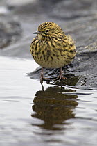 South Georgia Pipit (Anthus antarcticus) on beach during low tide, Prion Island, South Georgia Island