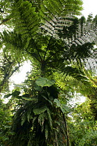 Rainforest tree covered with epiphytes, Monteverde, Costa Rica