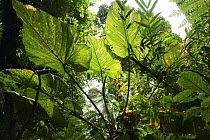 Leaves in cloud forest, Arenal Volcano, Costa Rica