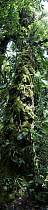 Tree covered with epiphytes in cloud forest, Arenal Volcano, Costa Rica