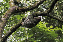 Brown-throated Three-toed Sloth (Bradypus variegatus) mother with newborn baby, Selva Verde, Costa Rica