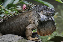 Green Iguana (Iguana iguana) displaying, Selva Verde, Costa Rica