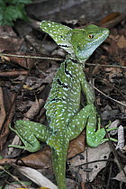 Green Basilisk (Basiliscus plumifrons) male, Selva Verde, Costa Rica