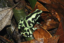 Green And Black Poison Dart Frog (Dendrobates auratus), Costa Rica