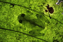 Reticulated Glass Frog (Hyalinobatrachium valerioi) camouflaged on leaf, Costa Rica