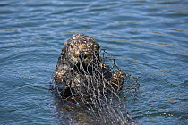 Sea Otter (Enhydra lutris) captured in net by researchers for implanting a time depth recorder, blood sampling and flipper tagging, Big Sur, California