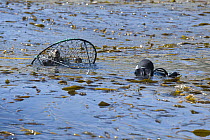 Sea Otter (Enhydra lutris) captured in net by researchers for implanting a time depth recorder, blood sampling and flipper tagging, Big Sur, California