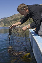 Sea Otter (Enhydra lutris) researcher Tim Tinker holding captured otter in net for time depth recorder implanting, Big Sur, California