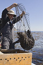 Sea Otter (Enhydra lutris) researcher Tim Tinker holding captured otter in net for time depth recorder implanting, Big Sur, California
