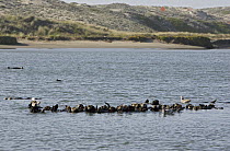 Sea Otter (Enhydra lutris) raft, Monterey Bay, California