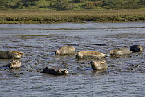 Sea Otter (Enhydra lutris) hauled out with Harbor Seals (Phoca vitulina), Monterey Bay, California
