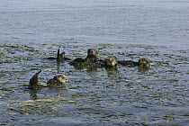 Sea Otter (Enhydra lutris) group in eelgrass, Monterey Bay, California