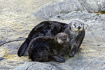 Sea Otter (Enhydra lutris) orphaned pup and surrogate mother named Mae, California