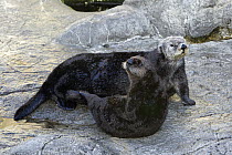 Sea Otter (Enhydra lutris) orphaned pup and surrogate mother, California