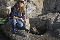 Sea Otter (Enhydra lutris) trainer working with otter, California