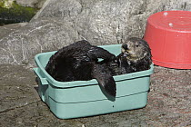 Sea Otter (Enhydra lutris) surrogate mother playing with enrichment toys, California