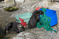 Sea Otter (Enhydra lutris) surrogate mother and orphaned pup playing with enrichment toys, California