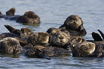Sea Otter (Enhydra lutris) raft, Monterey Bay, California