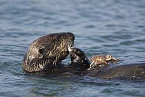 Sea Otter (Enhydra lutris) eating crab, Monterey Bay, California